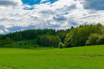 landscape with forest