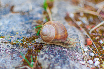 snail on a stone