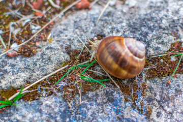 snail on a stone