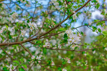 blossoming tree