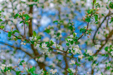 blossom