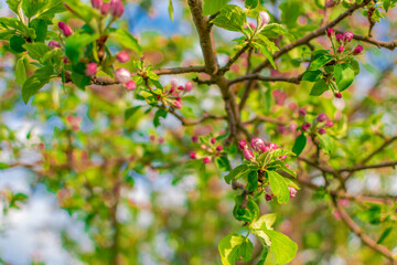 Obraz premium blossom