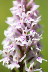 Common Spotted Orchid, Dactylorhiza Fuchsii, growing wild in a wildflower meadow. With shallow depth of field