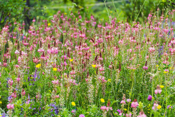 Wild Pink Summer Flowers Blooming on a Summer Meadow in the Mountain . Flowers Background