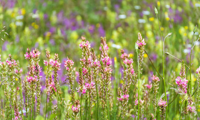 Wild Pink Summer  Flowers Blooming on a Summer Meadow in the Mountain . Flowers Background