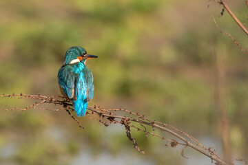 Back shot of a Common kingfisher sitting on a twig