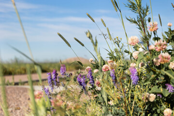 Colorful natural meadow flowers on field in clear sunny day. Panoramic landscape with blue sky in summer. Selective focus. High quality photo