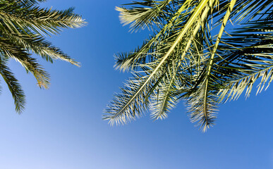 high palm trees pattern on white background