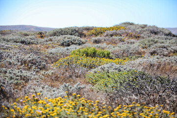 Vibrant plants and flowers in Cuyler Harbor, San Miguel Island, Channel Islands National Park;