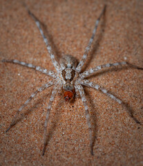 wolf spider from Dubai desert 