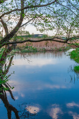 reflection of trees in water