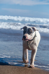dog on the beach
