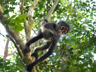 Petit singe sur une branche 