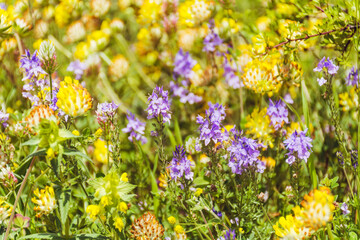 Wild Purple Summer Flowers Blooming on a Summer Meadow in the Mountain . Flowers Background