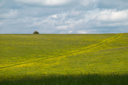 Photo of a sunny grassy hill with a tree at the top at a prairie in England