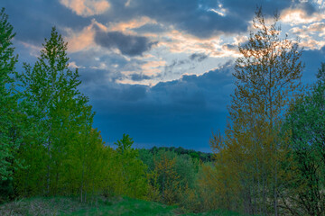 Fototapeta premium sunset in the forest