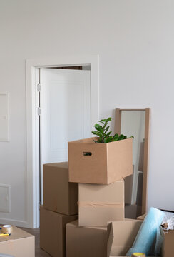 Many Boxes With Belongings And Houseplants