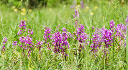 Fototapeta premium Wild Purple Summer Flowers Blooming on a Summer Meadow in the Mountain . Flowers Background