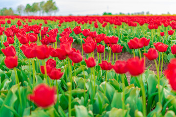 field of tulips