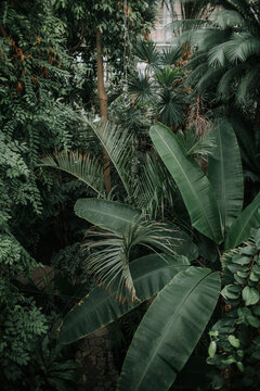 Greenhouse with growing lush plants