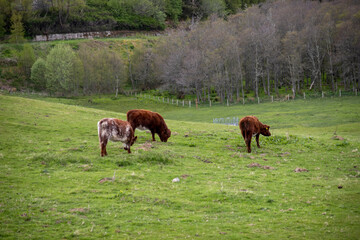 Fototapeta na wymiar Cattle grazing in the Scottish Highlands, UK