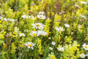 Many Daisy Flowers Blooming on a Spring Meadow. Flowers Background