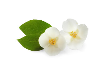 Fototapeta na wymiar Beautiful flowers of jasmine plant with leaves on white background
