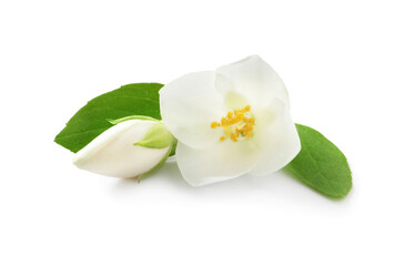 Beautiful flowers of jasmine plant with leaves on white background