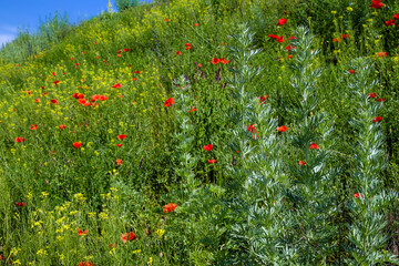 Meadow grasses on the hillside. In the foreground is a wormwood bush, in the background blooming poppies and other flowers are visible.