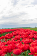tulips field