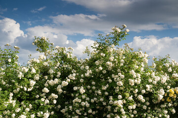 large bush of white roses against a blue sky with clouds