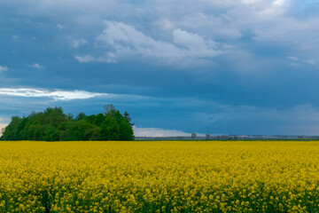 Fototapeta premium rapeseed field and sky