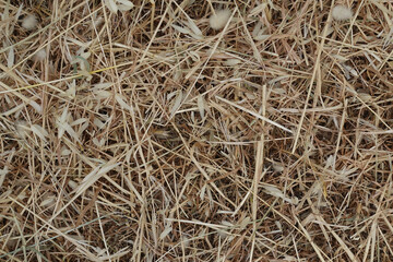 Withered cut plants summer vegetation background. Oat straw and hay.