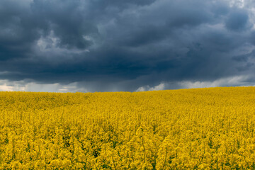 Obraz premium rapeseed field and sky in Kaszuby of Poland