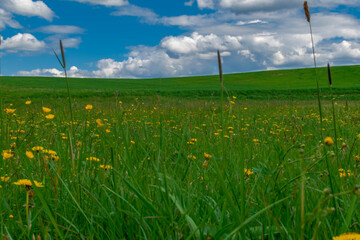 field and blue sky