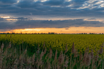 sunset over the field