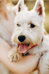 white terrier puppy, a beautiful dog