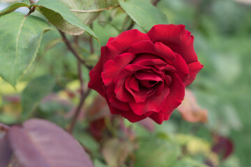 lovely red rose and green leaves in the natural garden