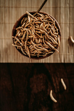 dried molitor worms