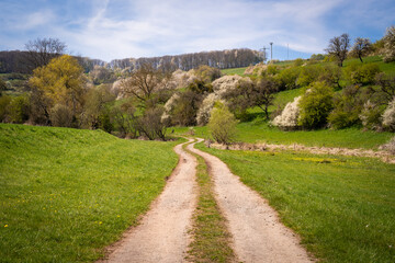 Country road between green fields with a lot of trees in the front 
