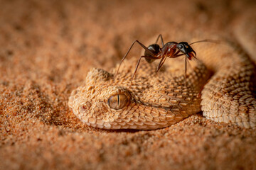 horn viper snake from Dubai desert 