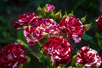 Red roses with white stripes in garden