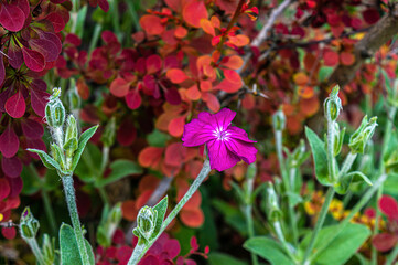 Pink rose campion in garden.