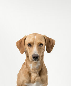 Hound Dog portrait