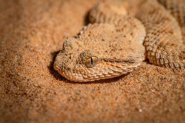 horn viper snake from Dubai desert 