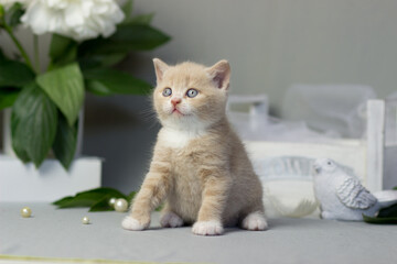 Beautiful plush cream british kitten female cat on a light gray background. Sammer decor. Peonies flowers