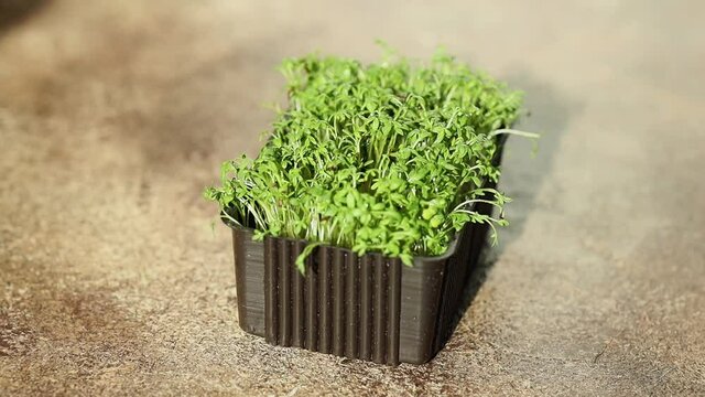 Watering with spray for salad sprouts, growing micro greens for diet, healthy eating concept, selective focus
