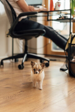 Playful Tiny Puppy in the Home office Space