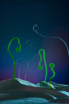 Concept of green sprout growing