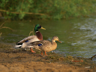 Ducks mallard and hen stand by the water edge